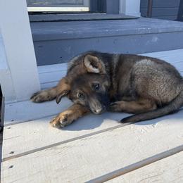 German Shepherd Puppies from Montana Made K9
