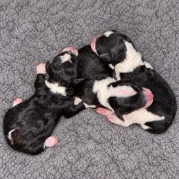 Dice - Parti male Poodle puppy in Wharton, Texas from In the Red Poodles