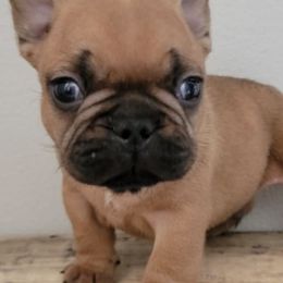 French Bulldogs from Red Ember Frenchies