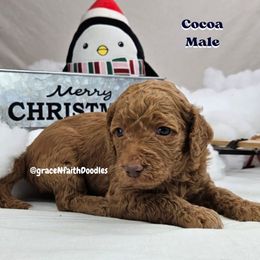 Goldendoodle and Labradoodle Puppies from Grace N Faith Doodles
