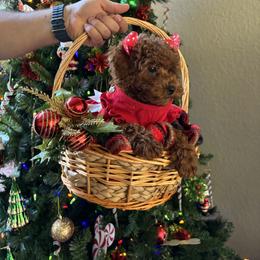 Poodle Puppies from Poodles 4 Life