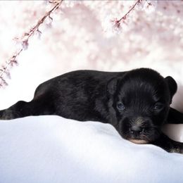 Skye - Black female Miniature Schnauzer puppy in Magalia, California from NorCal Schnauzers