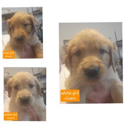Girl 3 - Golden female Golden Retriever puppy in Lakewood, Washington from Lenhart Goldens