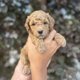 BoPeep - Apricot female Goldendoodle puppy in Salt Lake City, Utah from Sweet T Doodles