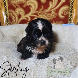 Sterling - Black and white male Shih Tzu puppy in Lake City, South Carolina from Precious Lil Tzus