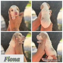 Fiona - Piebald female Dachshund puppy in Wichita Falls, Texas from Long Dogs in The Falls