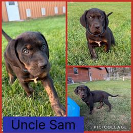 Uncle Sam - Black male Catahoula Leopard Dog puppy in Forbes, Minnesota from North Country Catahoulas
