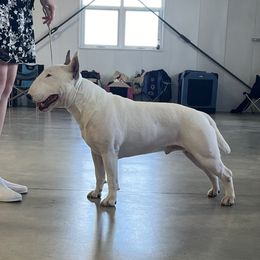 Stu - Bull Terrier