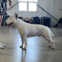 Stu - Bull Terrier