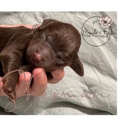 Double Doodle Puppies from Magnolia & Finn Doodles