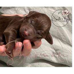 Double Doodle Puppies from Magnolia & Finn Doodles