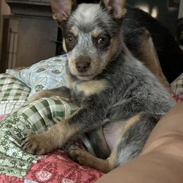 Chocee - Australian Cattle Dog