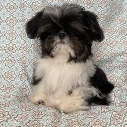 Clay - Black and white male Shih Tzu puppy in Shawnee, Oklahoma from Black Velvet Shih Tzu