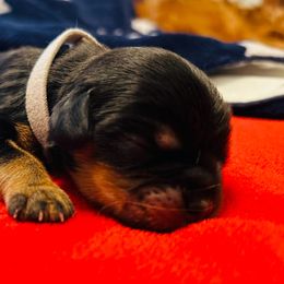 Cavalier King Charles Spaniel puppies from McKenna Cavaliers in Southern California