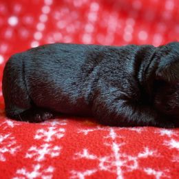 Labrador Retriever Puppies from Gochee Labs