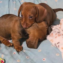 Sausage - Chocolate and tan male Dachshund puppy in San Antonio, Texas from Little Paws Doxies