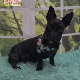 Mia - Scottish Terrier