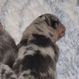 Illusion - Blue merle male Pomeranian puppy in Angleton, Texas from Pomeranian Palace, LLC