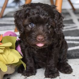 Australian Labradoodle Puppies from Australian Heritage Labradoodles