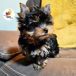 Awnia - Black and tan female Yorkshire Terrier puppy in Moses Lake, Washington from Harmony Hills Yorkies