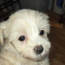 Girl 1 - Cream female Maltipoo puppy in Brooksville, Florida from DeVall Maltipoos