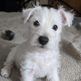 White boy - White male West Highland White Terrier puppy in Gobles, Michigan from My Little Puppy Paws