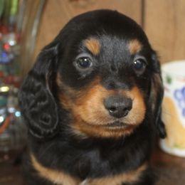 Dachshunds from Weatherly's Dachshunds