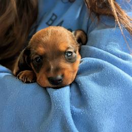 Girl 1 Shaded Red - Red female Dachshund puppy in Ormond Beach, Florida from Manpaw Puppies