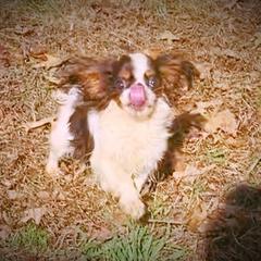 Pearl - English Toy Spaniel