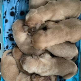 Golden Retrievers from Hancock Goldens