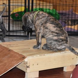 Great Dane Puppies from Tioli Great Danes