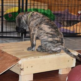 Great Dane Puppies from Tioli Great Danes