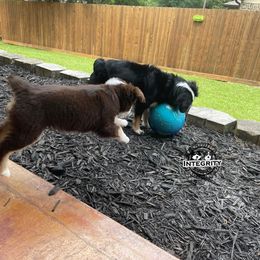 Australian Shepherd and Miniature Australian Shepherd Puppies from Integrity Aussies Tx