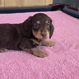 Choc girl - Chocolate and cream female Dachshund puppy in Cedar City, Utah from Country Doxies