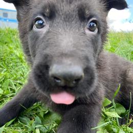 Zander - Black male German Shepherd puppy in Darlington, Wisconsin from Outlier Kennel