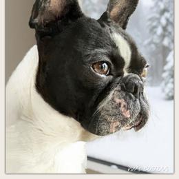 Gemma - Boston Terrier