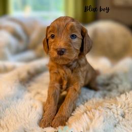 Blue boy - Red  male Goldendoodle puppy in Valdese, North Carolina from Doodling All Day Goldendoodles