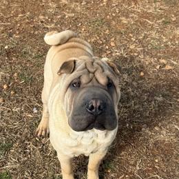 Kashmir - Fawn male Chinese Shar-Pei puppy in Elkin, North Carolina from Martini Shar-Pei