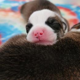 Pembroke Welsh Corgi Puppies from Corgis of Avalon
