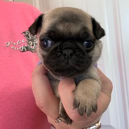 Lily - Fawn female Pug puppy in Ludowici, Georgia from Royal Destiny Kennels