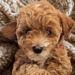 Luna - Apricot female Goldendoodle puppy in Tucson, Arizona from Ever After Doodles Arizona