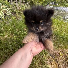 Pomeranian Puppies from Maine Pom’s