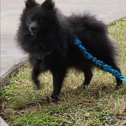 Jax - Pomeranian