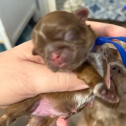 Dk blue - Liver male Shih Tzu puppy in Berkeley Springs, West Virginia from Sandridge Shih Tzus