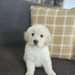 Male pup 3 - Golden male Golden Retriever puppy in Los Angeles, California from Sea Air Goldens