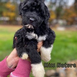 Miss Nature - Black and white Portuguese Water Dog puppy in Grants Pass, Oregon from Rogue River Portuguese Water Dogs