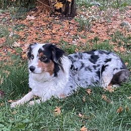 Cali - Australian Shepherd