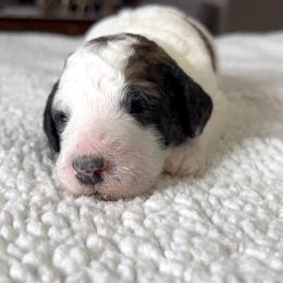 Joy - Parti female Poodle puppy in Denton, Maryland from Cajun Girl Kennels