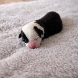 Squeaky - White and black male Pembroke Welsh Corgi puppy in Wyoming from Maria's Pembroke Welsh Corgis