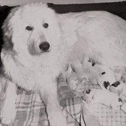 Great Pyrenees Puppies from Wells' Providence Pyrenees